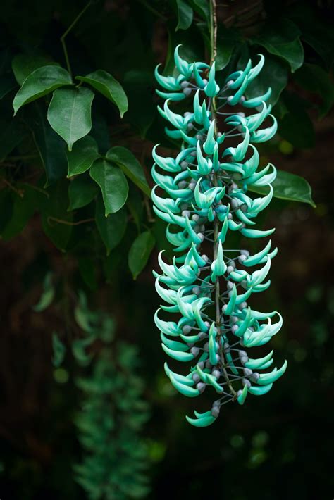 Jade vine: a beginner’s guide – Agriculture Monthly