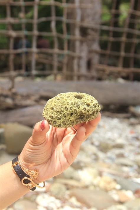 green sea coral stock image image  coral summer