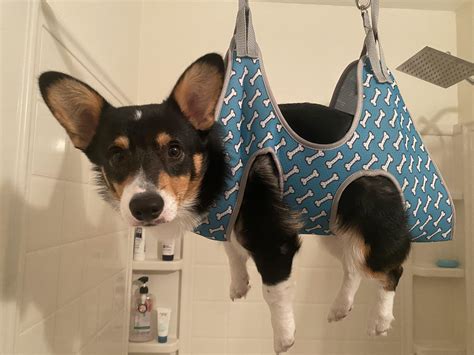Mochi : r/corgi
