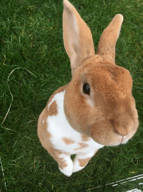 Rex Rabbit – Breed Rabbits