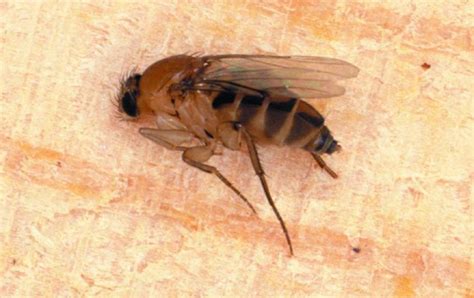 phorid flies aka humpback  scuttle fly