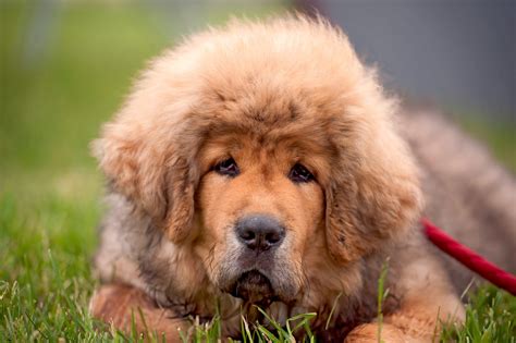 【チベタン・マスティフ】性格・寿命・値段などまとめ！ - 犬の種類図鑑