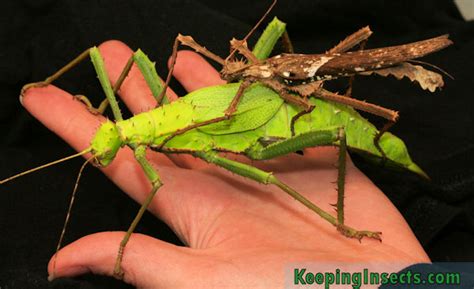 stick insects  infoupdateorg