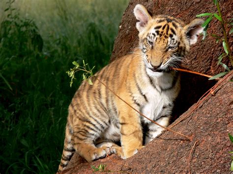tiger cub chewing twig  stock photo public domain pictures