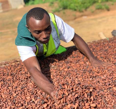 Sun drying – Wassa East Cocoa