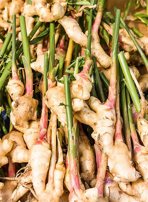 Rhizome Of Ginger