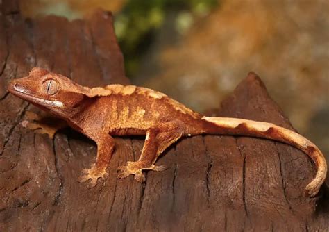 Baby Premium Crested Gecko For Sale - Reptiles Heaven