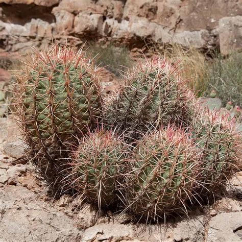 echinocactus cactus varieties id  care basics succulent alley