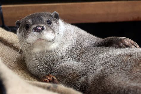 Otter Shows Off His Luxurious Fur — The Daily Otter