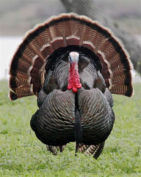 Free picture: wild, male, turkey, bird, up-close, meleagris, gallopavo