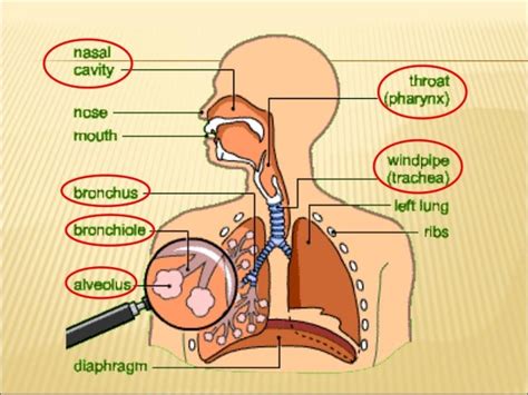 grade  respiratory system
