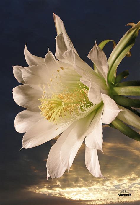 Cereus cactus flower Photograph by Allan Sorokin - Pixels