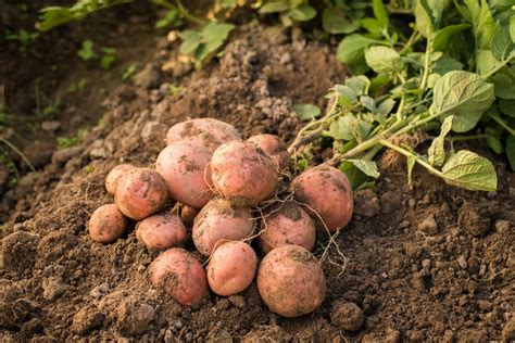 Potato Varieties: Early, Maincrop Differences - Planning | CropNerd