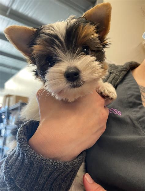 My Pets Wellness Knoxville | Knoxville TN