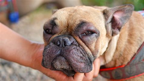 Why Are My Dog S Lips Swollen | Lipstutorial.org