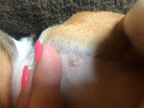 My dog has red, patchy bumps with pus. Is it staph? What to do? | Petco