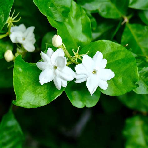 Jasmine Shrub Types at Bennie Morris blog