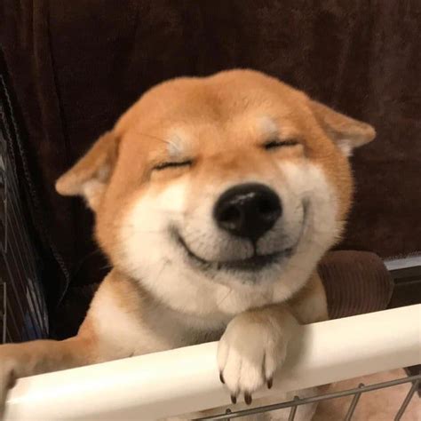 Shiba smile : r/aww Smile Pictures, Dog Pictures, Amazing Pictures, Chien Shiba Inu, Pet Dogs ...