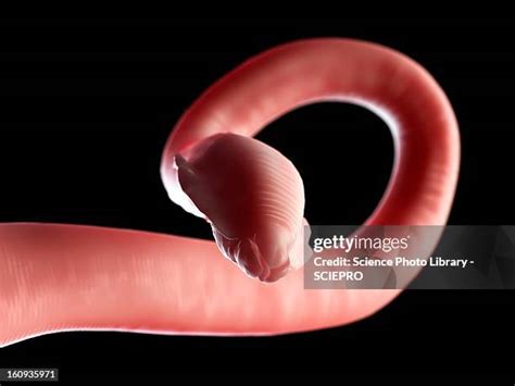 777 Roundworm Stock Photos, High-Res Pictures, and Images - Getty Images