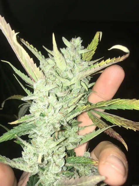 Top 9 Strongest Weed Strains - Starbuds