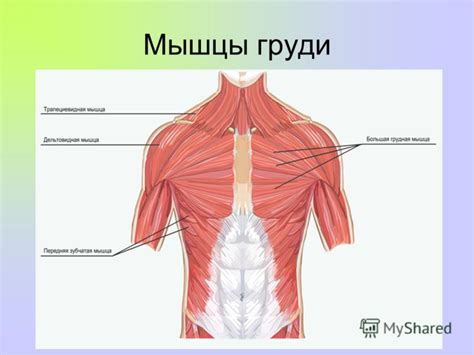 Презентация на тему: "Мышечная система человека. Основные группы мышц ...