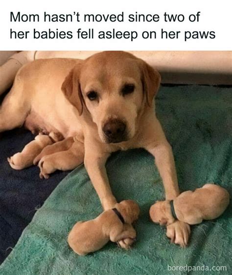 adorable memes  prove dogs      planet bored