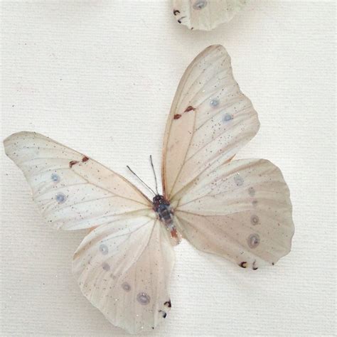 Fetchingbutterflies Nude Video