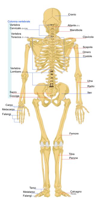 scheletro anatomia umana wikipedia