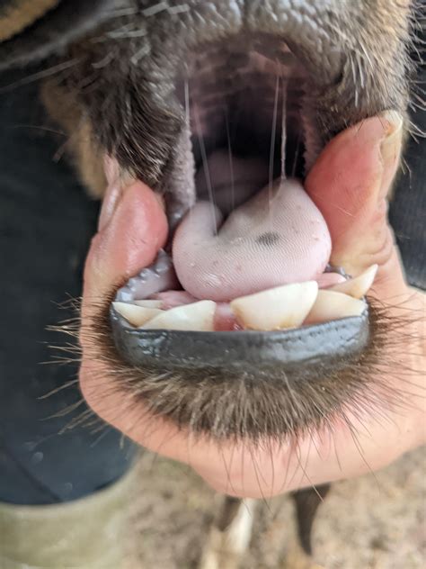 How Many Teeth Do Cows Have