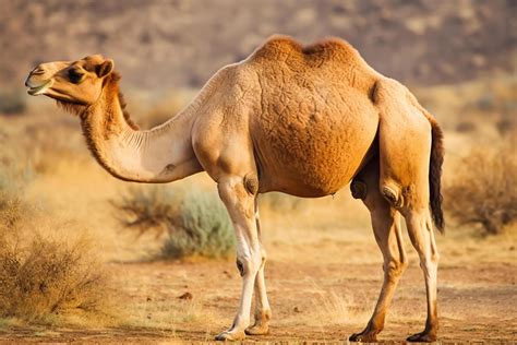 Desert Camel Stock Photos, Images and Backgrounds for Free Download
