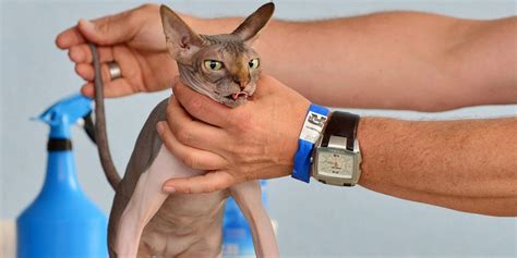 Sphynx Cat Health - How to Choose a Right Vet For Sphynx Cat - Sphynx ...