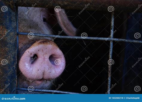 Pig snout stock photo. Image of sniff, pink, snort, curious - 103200218