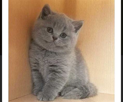 Британські котята: 3 500 грн. - Коти Київ на Olx