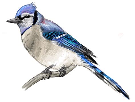 Blue Jay Bird Drawing | Free download on ClipArtMag