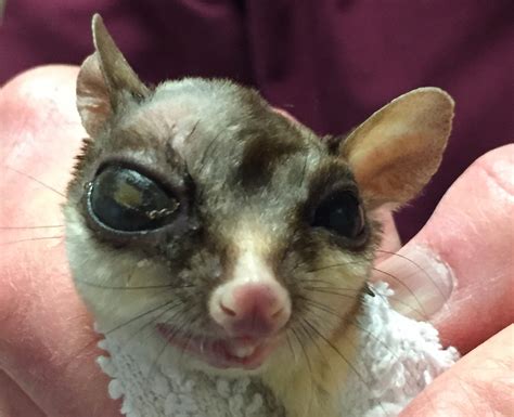 Diseases and Syndromes of Sugar Gliders - Exotic and Laboratory Animals