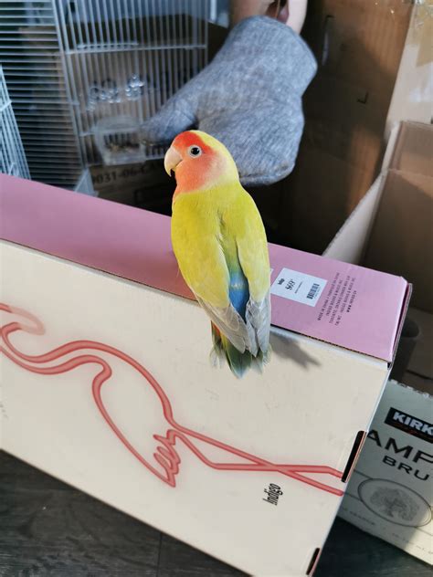 how do you lovebird shaking cheap 6