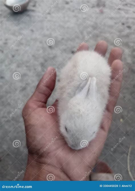 tips for rabbit weak for beginners 3