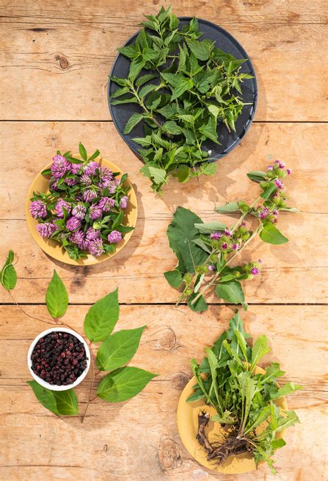Herbs for Natural Detox | Traditional Medicinals