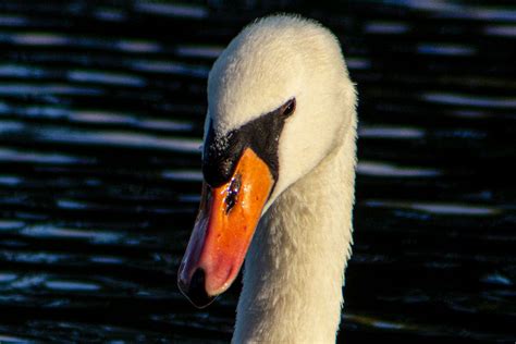 Swan Foto & Bild | nature, world, spezial Bilder auf fotocommunity
