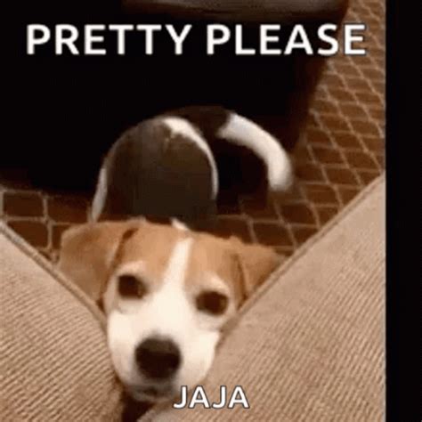 Pretty Please Jaja GIF - Pretty Please Jaja Dog - Discover & Share GIFs