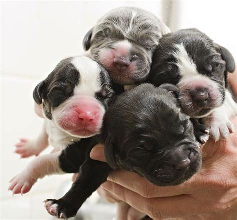 Foto De Cachorrinhos Filhotes - 100 fotos fofas de filhotes de cachorros para animar seu dia