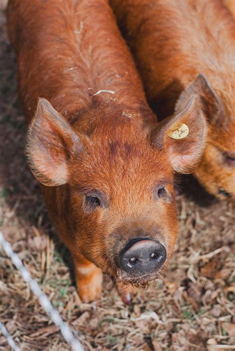 The Best Small Farm Animals - The Little Modern Farm