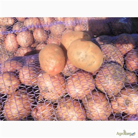 Продам Картошку Оптом — APKUA
