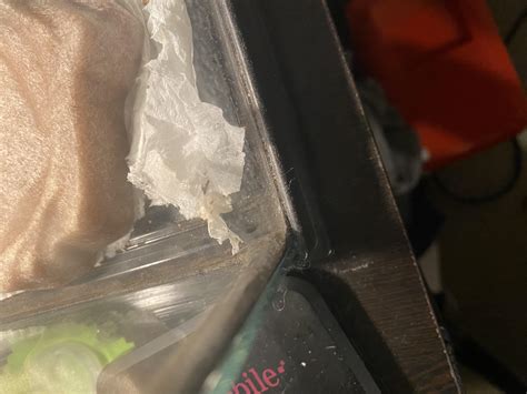 guide to gecko biting safely 3