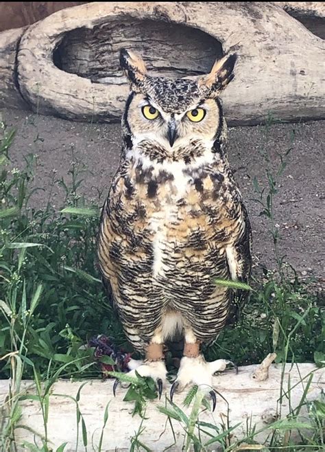 Zoo Idaho - Great Horned Owl Fact Sheet