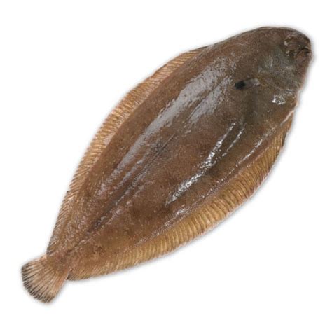 dover sole ammos