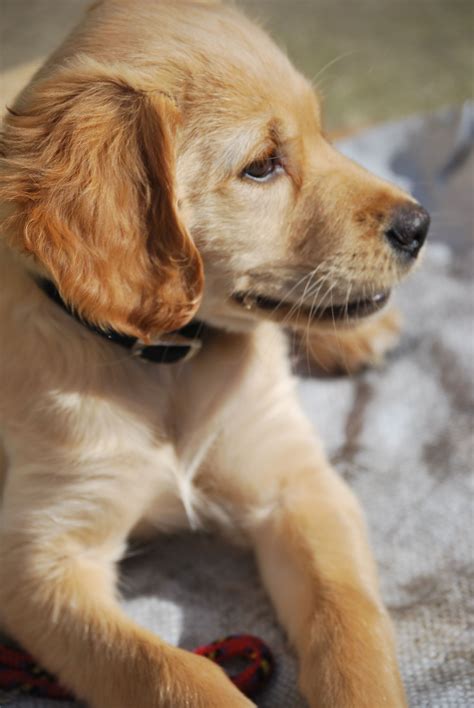 Crate Training Puppy First Night Crying | Puppies Cares