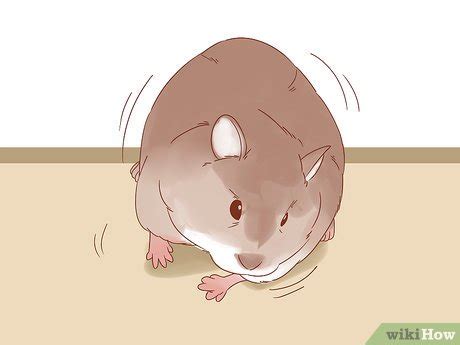 3 Ways to Diagnose Geriatric Diseases in Hamsters - wikiHow Pet