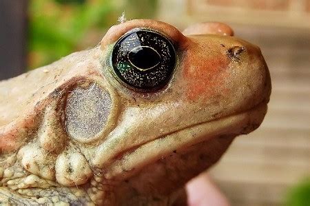 perbedaan katak  kodok dilihat  visual  karakteristik