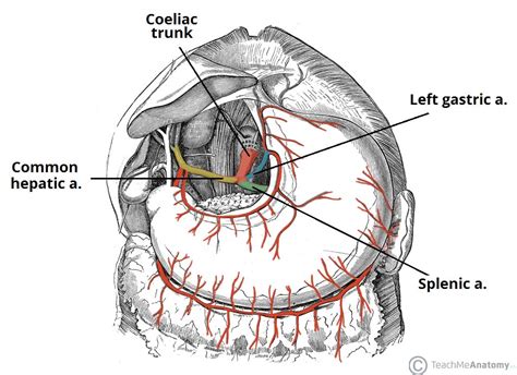 coeliac trunk branches anastomoses teachmeanatomy
